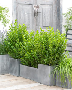 Bild von Ligustrum